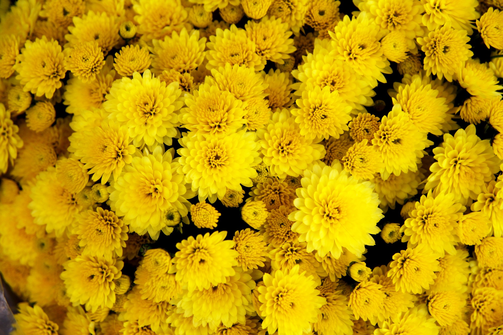 chrysanthemum, ju hua