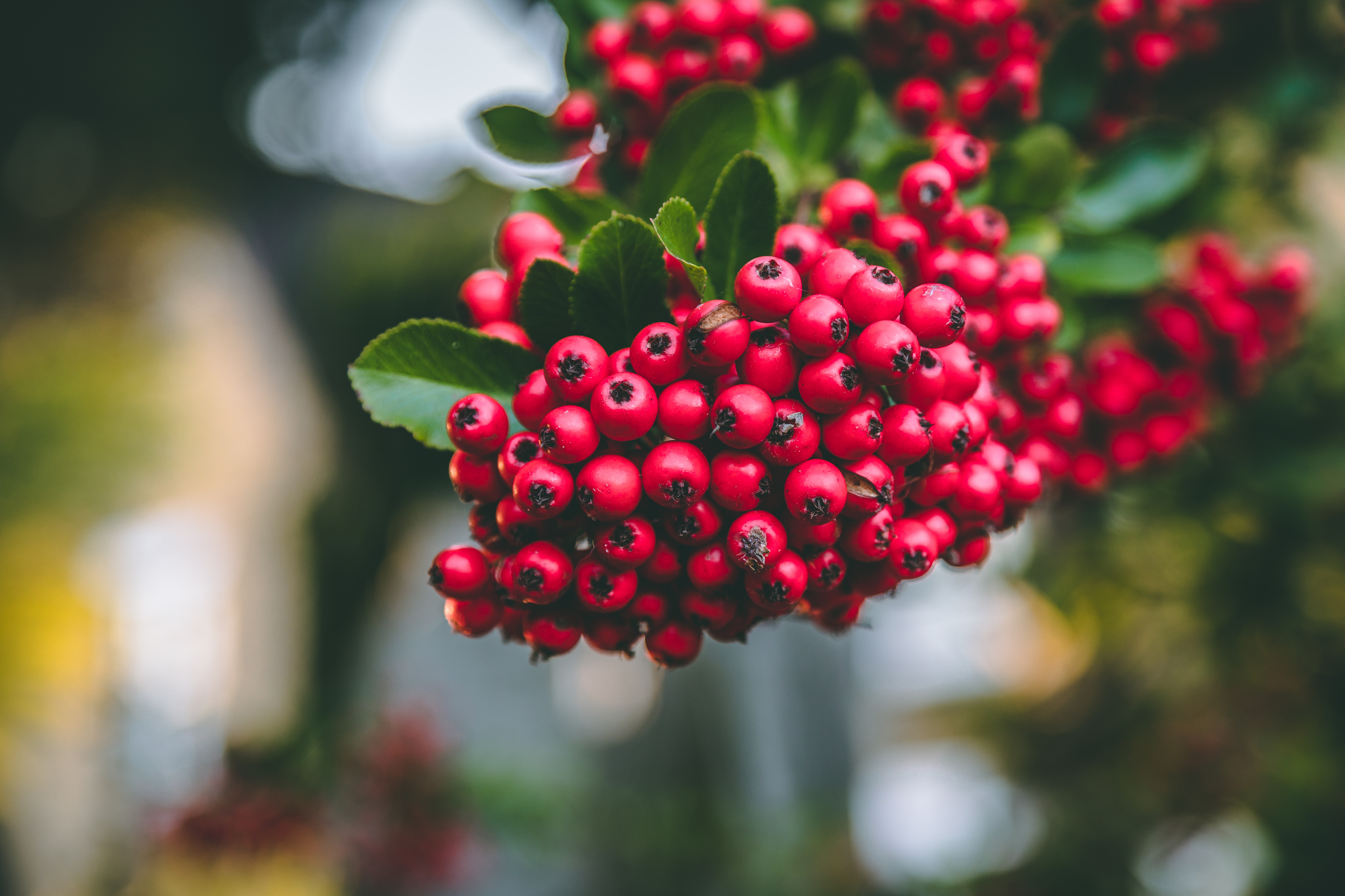 hawthorn, hawthorn fruit, hawthorn berry